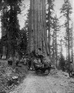 Großer Baum (Sequoia): der 