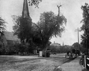 Washington Ulme in Cambridge, Massachusetts, USA, ca. 1900