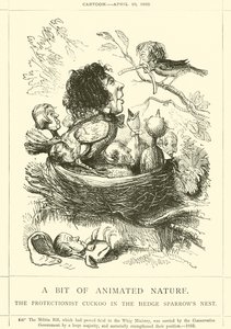 Ein Stück belebte Natur, der Protektionist Kuckuck im Nest der Hecken-Spatzen
