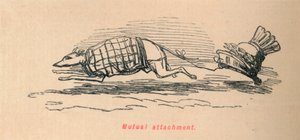 Gegenseitige Zuneigung, 1852 von John Leech