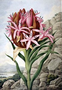 Speerlilie (Doryanthes excelsa) von John Lindley