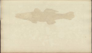 Lindsay-Zeichnungen Bd. VII, 22 von John Lindsay
