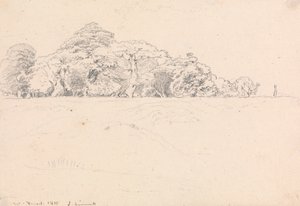Windsor Wald