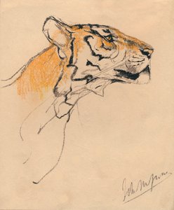 Kopf eines Tigers, um 1910