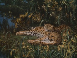 Indische Leoparden, spätes 19. - frühes 20. Jahrhundert, um 1930