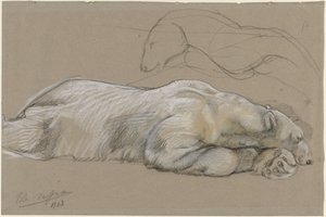 Studien eines liegenden Eisbären von John Macallan Swan