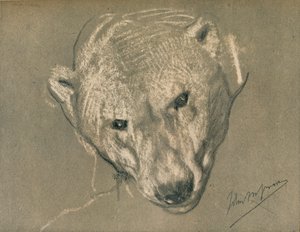 Studie eines Eisbärenkopfes, um 1901 von John Macallan Swan