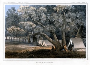Ein Baumwollwald von John Mix Stanley