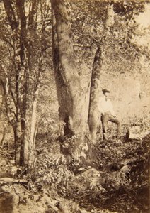 Tacony Creek, Magnolienpappel von John Moran
