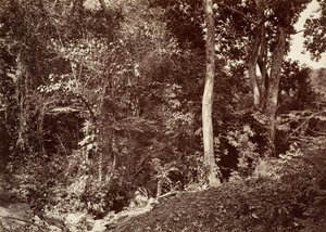 Tropische Landschaft, Blick in der Nähe von Chipigana