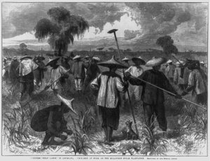 "Chinesische Billigarbeit" in Louisiana - Chinesen bei der Arbeit auf der Milloudon Zuckerplantage von John Parker Davis