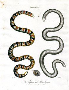Amphisbaena: Die Fuliginosa und Alba Schlangen