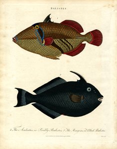 Balistes: Drückerfisch