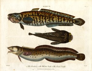 Quappe; Wittling und Krötenfisch