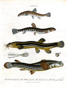 Cobitis: Verschiedene Schmerlenarten