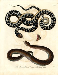Coluber: Europäische Viper und Viper von Rhodos