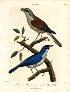 Gemeiner Würger und Blauer Würger