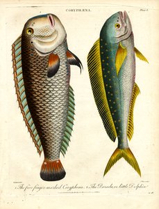 Coryphaena-Arten: Fünf Finger-markierte Coryphaena und Kleiner Delfin