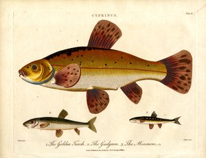 Cyprinus: Goldschleie, Gründling und Elritze