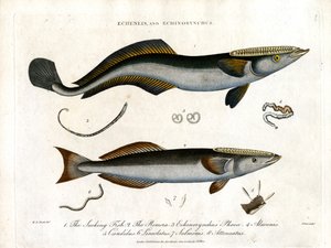 Echeneis und Echinorynchus: Saugnapffisch und Dornlachs