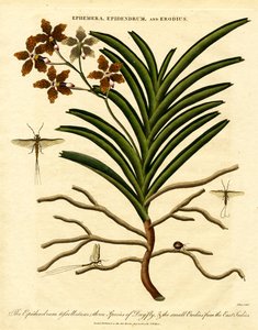 Epidendrum; Ephemera; und Erodius von John Pass