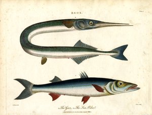 Esox: Hecht und Seepike