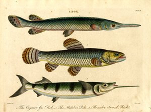 Esox: Hecht- und Schwertfischarten