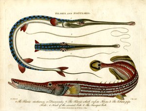 Filaria und Fistularia – Fadenwürmer und Pfeifenfische