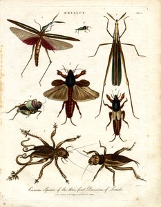 GRYLLUS: Neugierige Arten der drei ersten Heuschreckenabteilungen