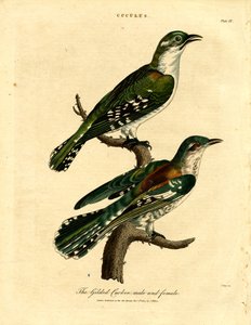 Vergoldeter Kuckuck Männchen und Weibchen von John Pass