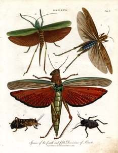 Gryllus: Arten der vierten und fünften Heuschreckendivision