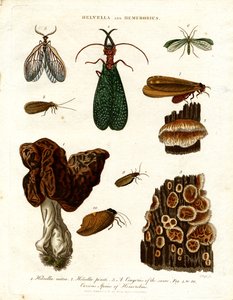 Helvella und Hemerobius