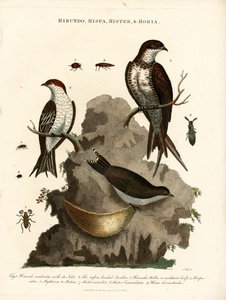 Hirundo; Hispa; Hister & Hortia: Schwalben und Käfer