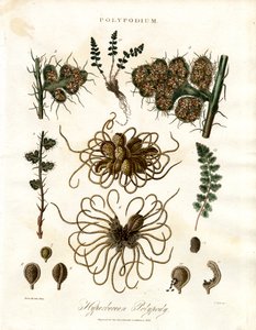 Hyperboreischer Tüpfelfarn - Farne der Gattung Polypodium