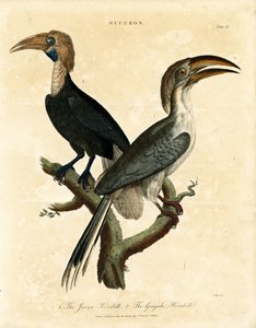 Javanischer Hornvogel und Gingala-Hornvogel (Buceros)