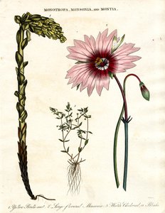 Monotropa; Monsonia und Montia - Drei botanische Gattungen