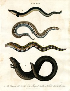 Muräne