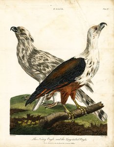 Lärmadler und Langschwanzadler