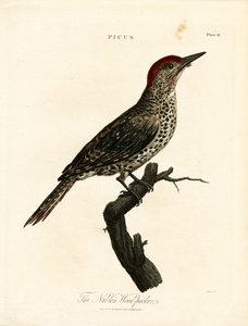 Nubischer Specht (Picus)
