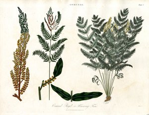 Osmunda