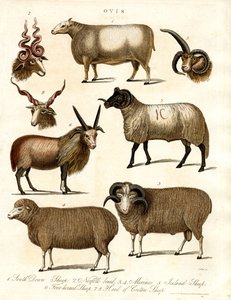 Ovis: Verschiedene Schafrassen