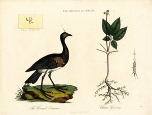 Palamedea und Panax