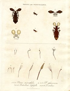 Pausus und Pedicellaria - Insektenarten