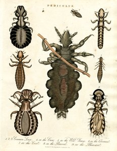Pediculus - Verschiedene Arten von Läusen von John Pass