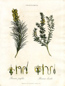 Persoonia von John Pass