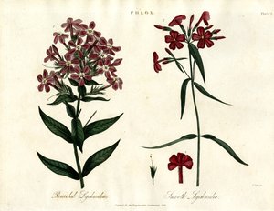 Phlox-Arten
