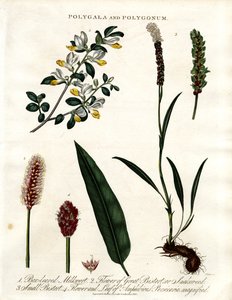 Polygala und Polygonum