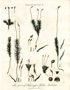 Polytrichum
