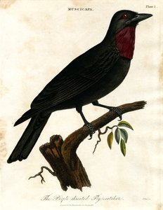 Purpurkehl-Fliegenschnäpper (Muscicapa)
