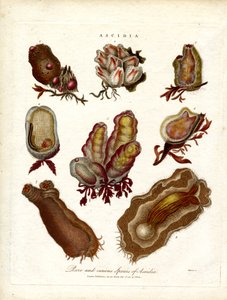 Seltene und kuriose Arten von Ascidia